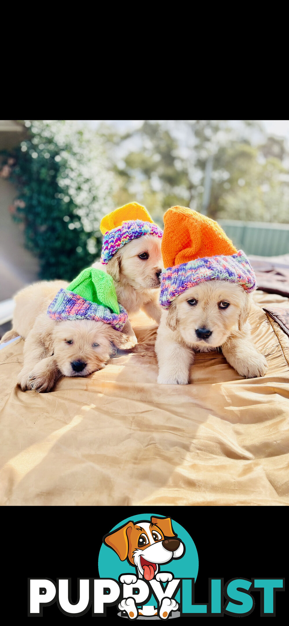 Golden Retriever puppies