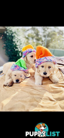 Golden Retriever puppies