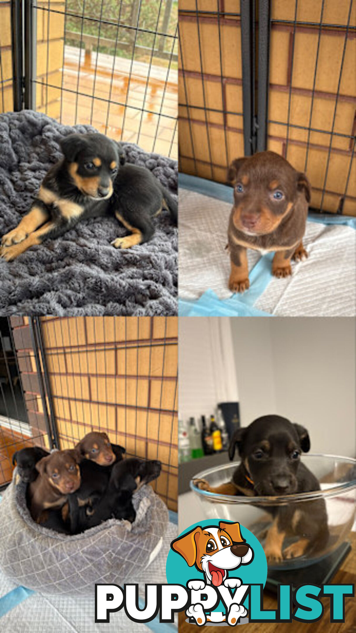Kelpie Puppies