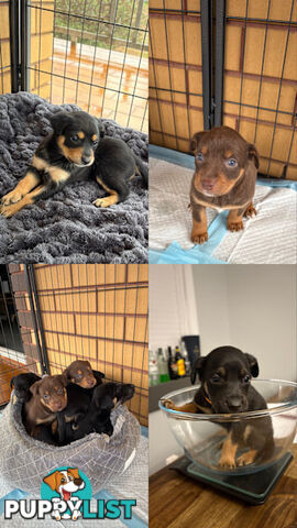 Kelpie Puppies