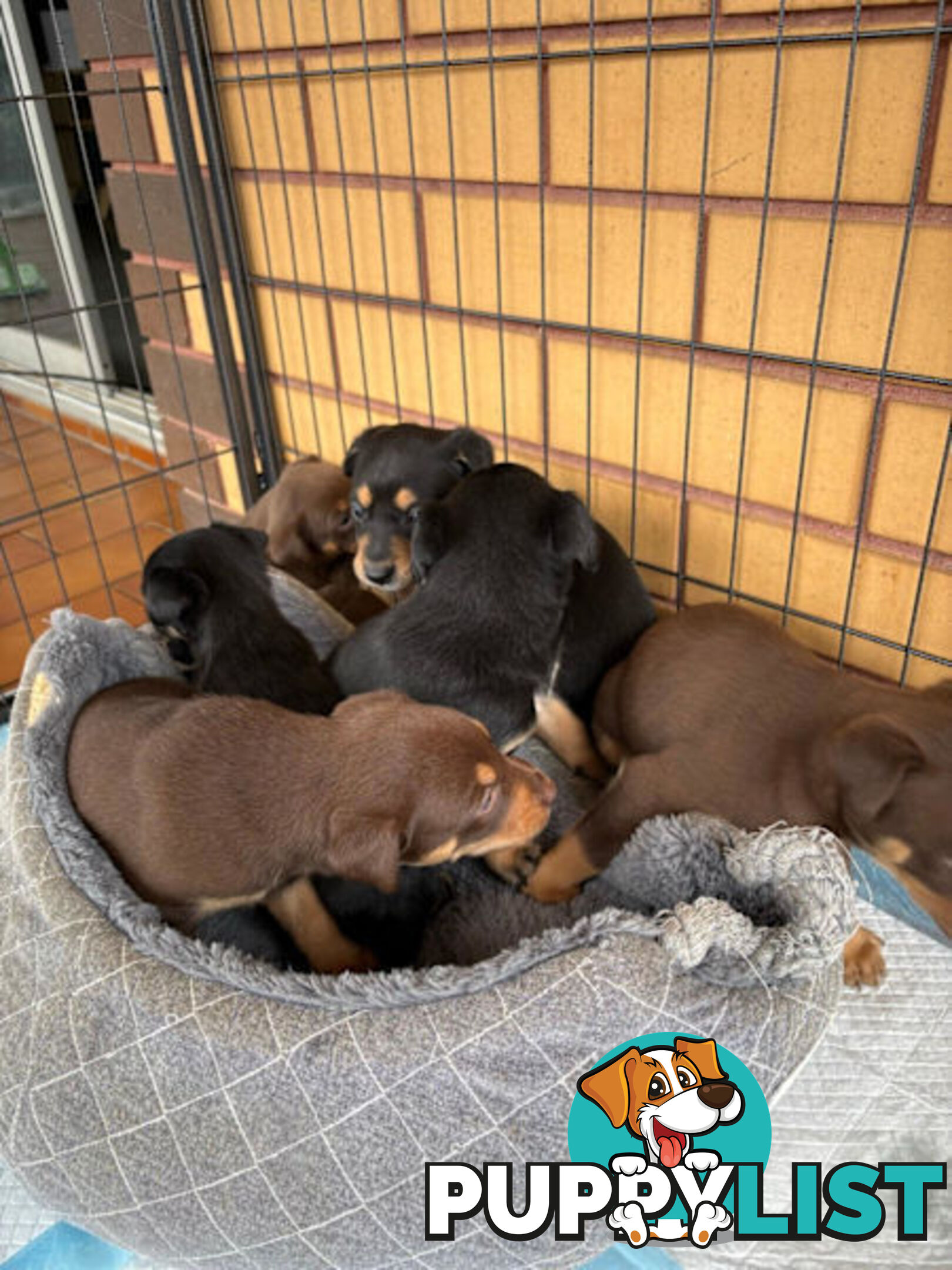 Kelpie Puppies
