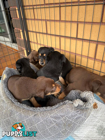 Kelpie Puppies