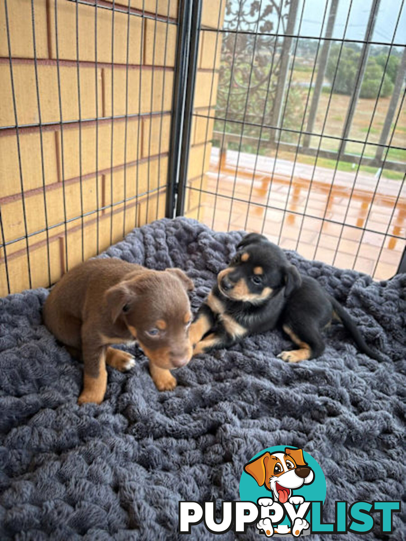 Kelpie Puppies