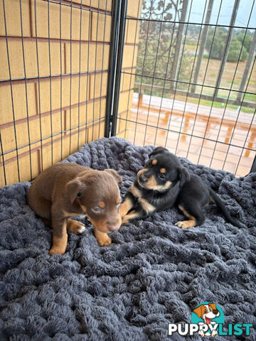 Kelpie Puppies