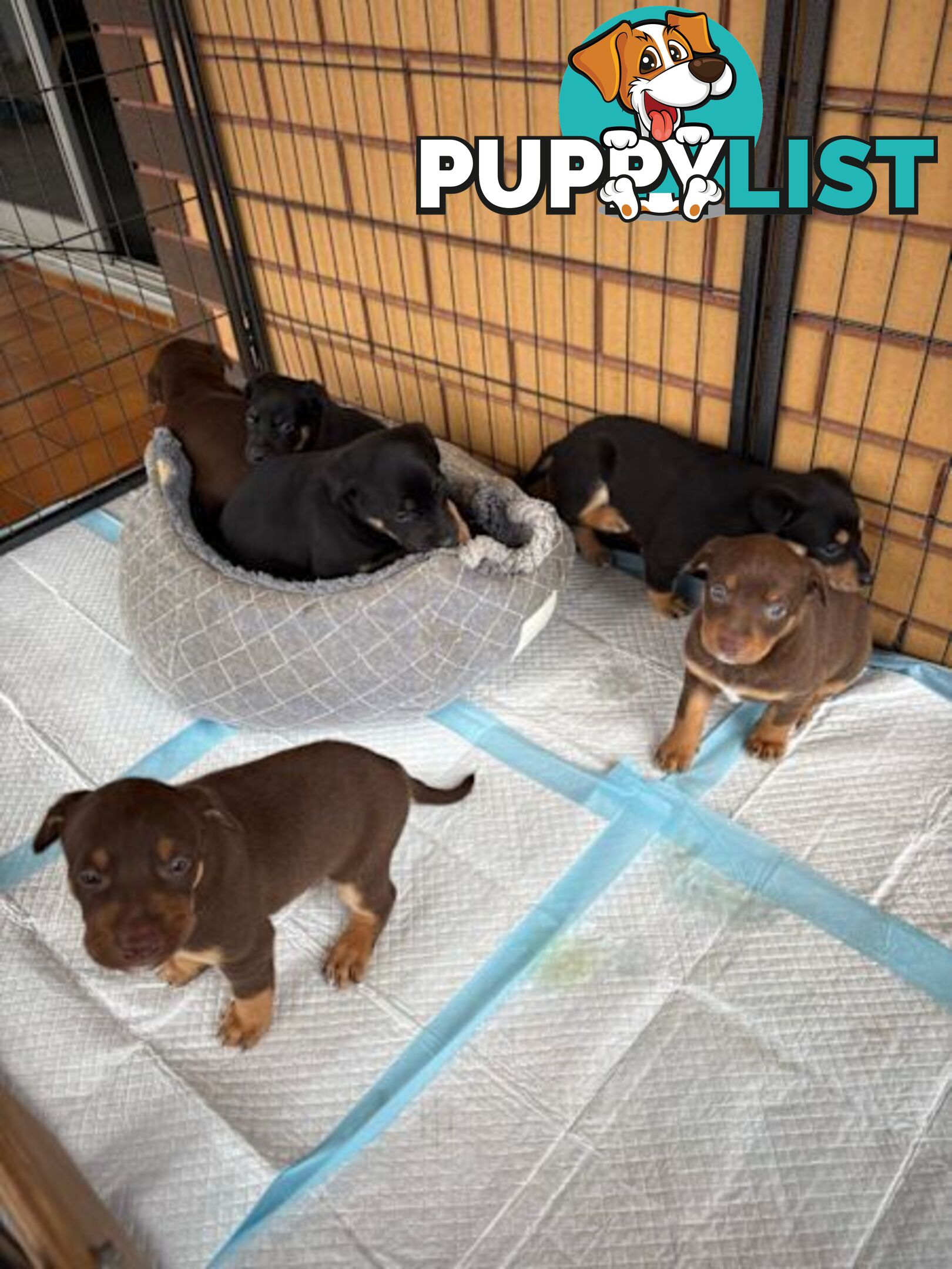 Kelpie Puppies