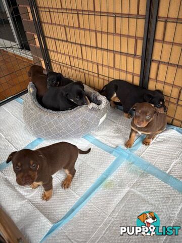 Kelpie Puppies