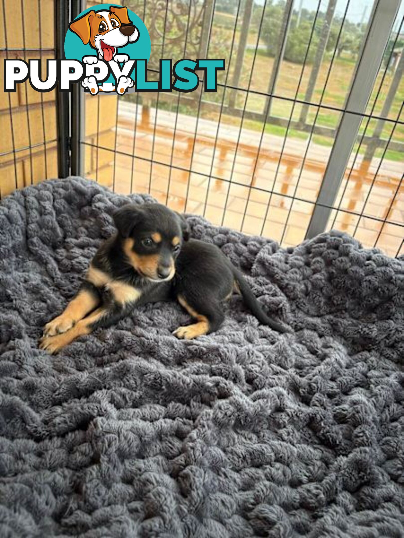 Kelpie Puppies