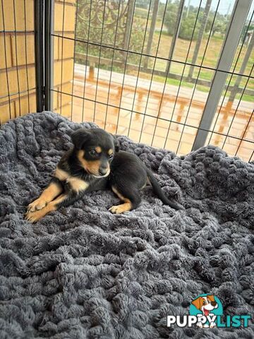 Kelpie Puppies