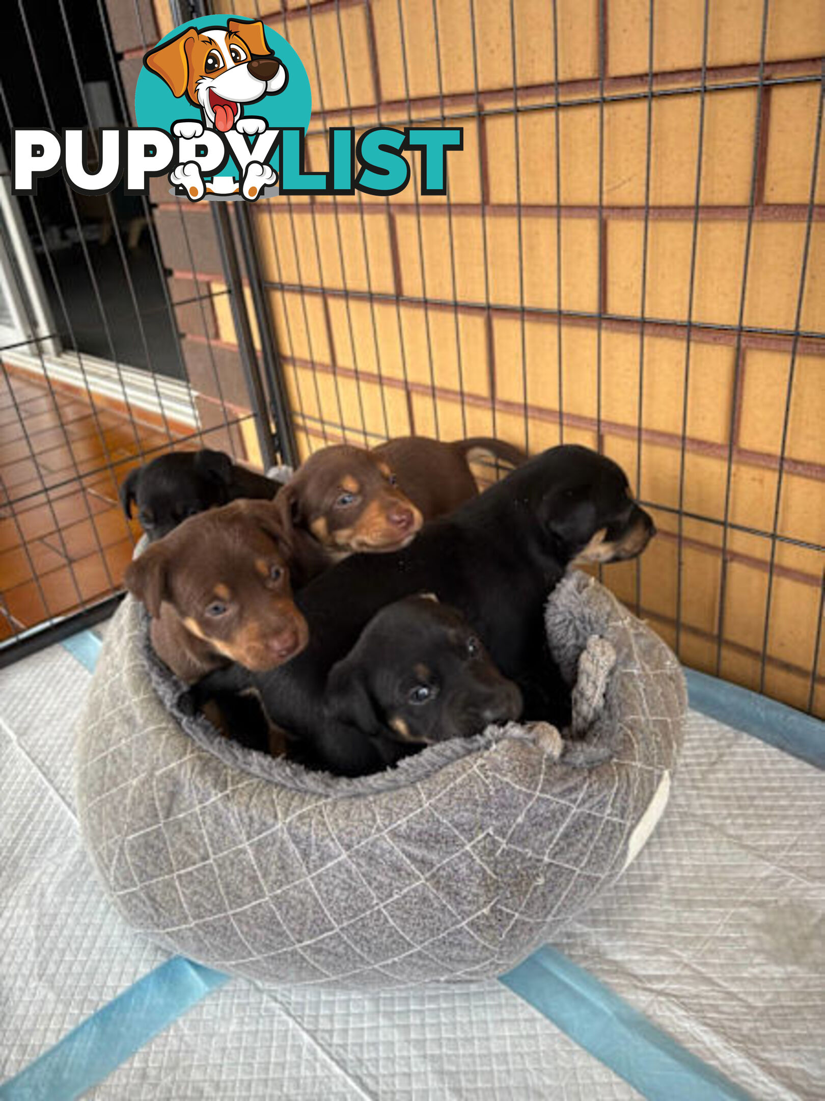 Kelpie Puppies