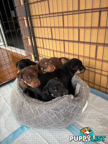 Kelpie Puppies