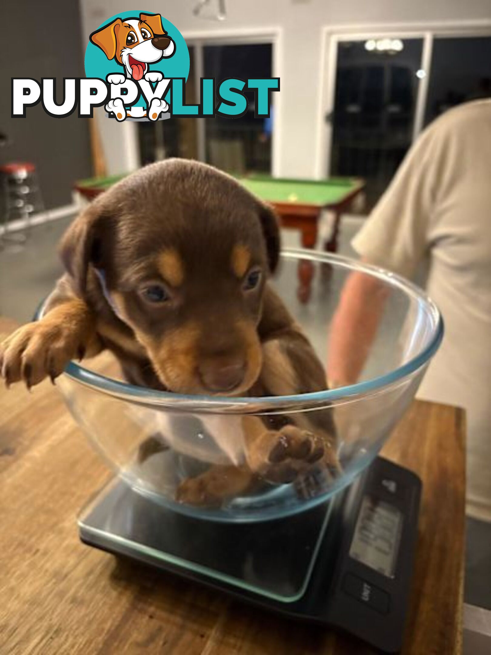 Kelpie Puppies