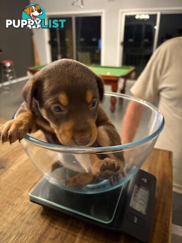 Kelpie Puppies