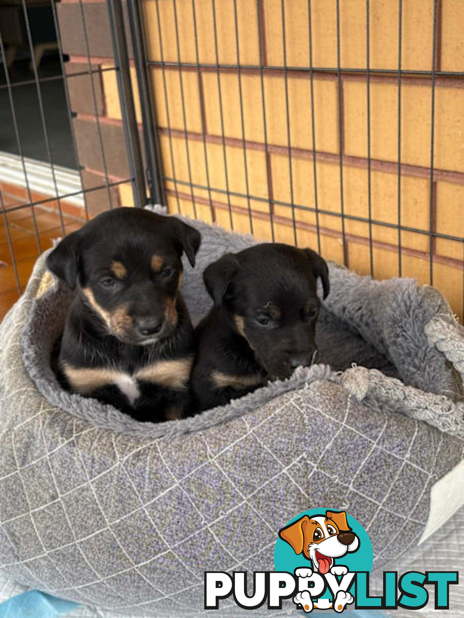 Kelpie Puppies