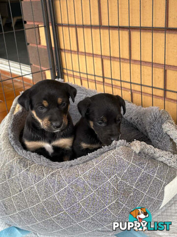 Kelpie Puppies