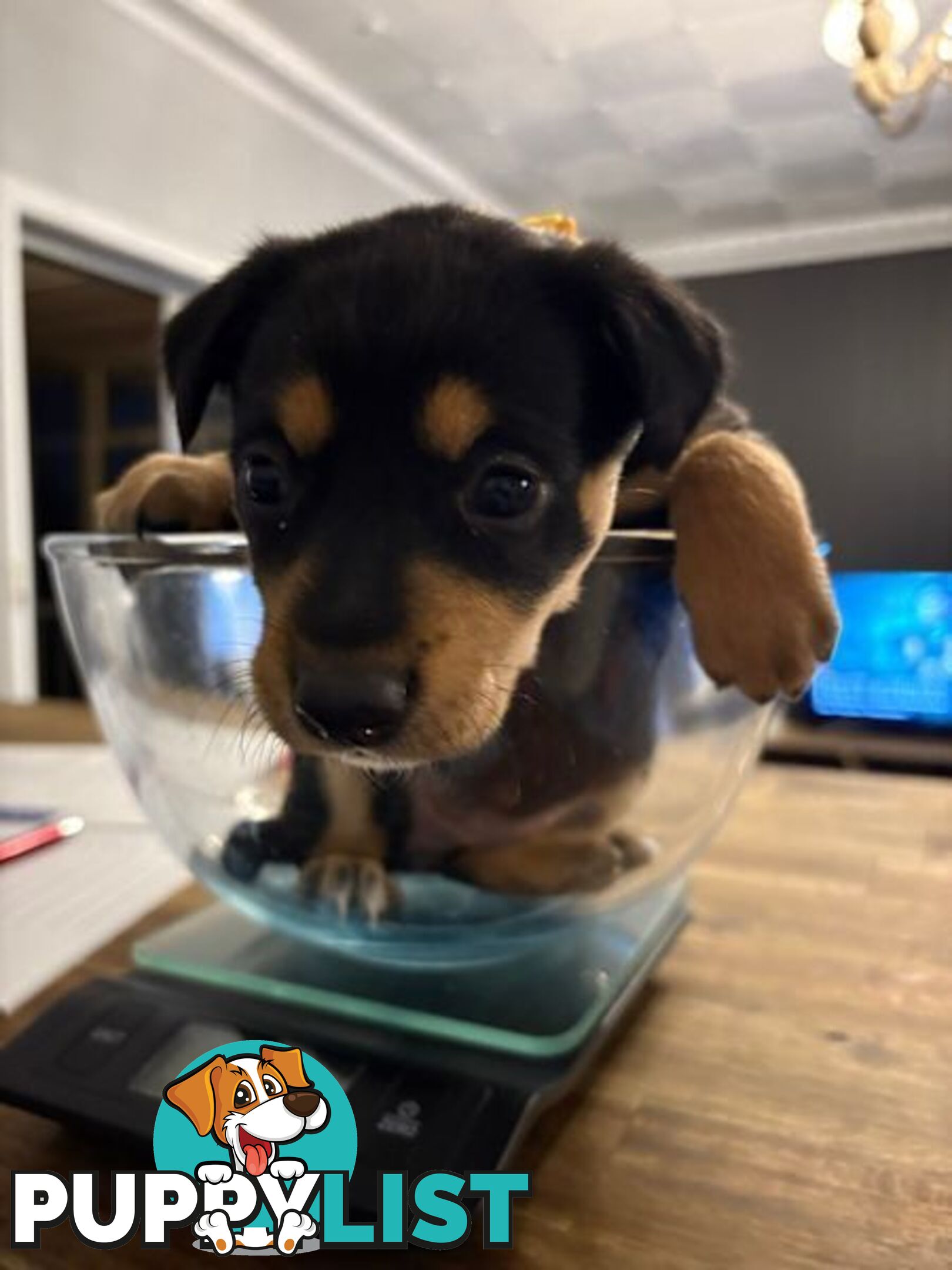 Kelpie Puppies