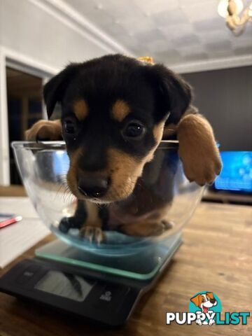 Kelpie Puppies