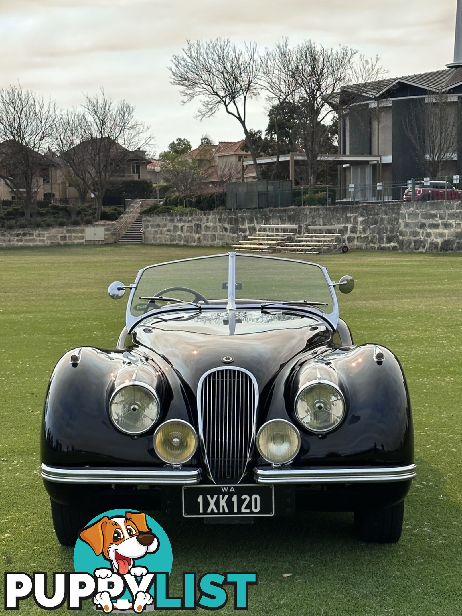 1950 JAGUAR XK   CONVERTIBLE