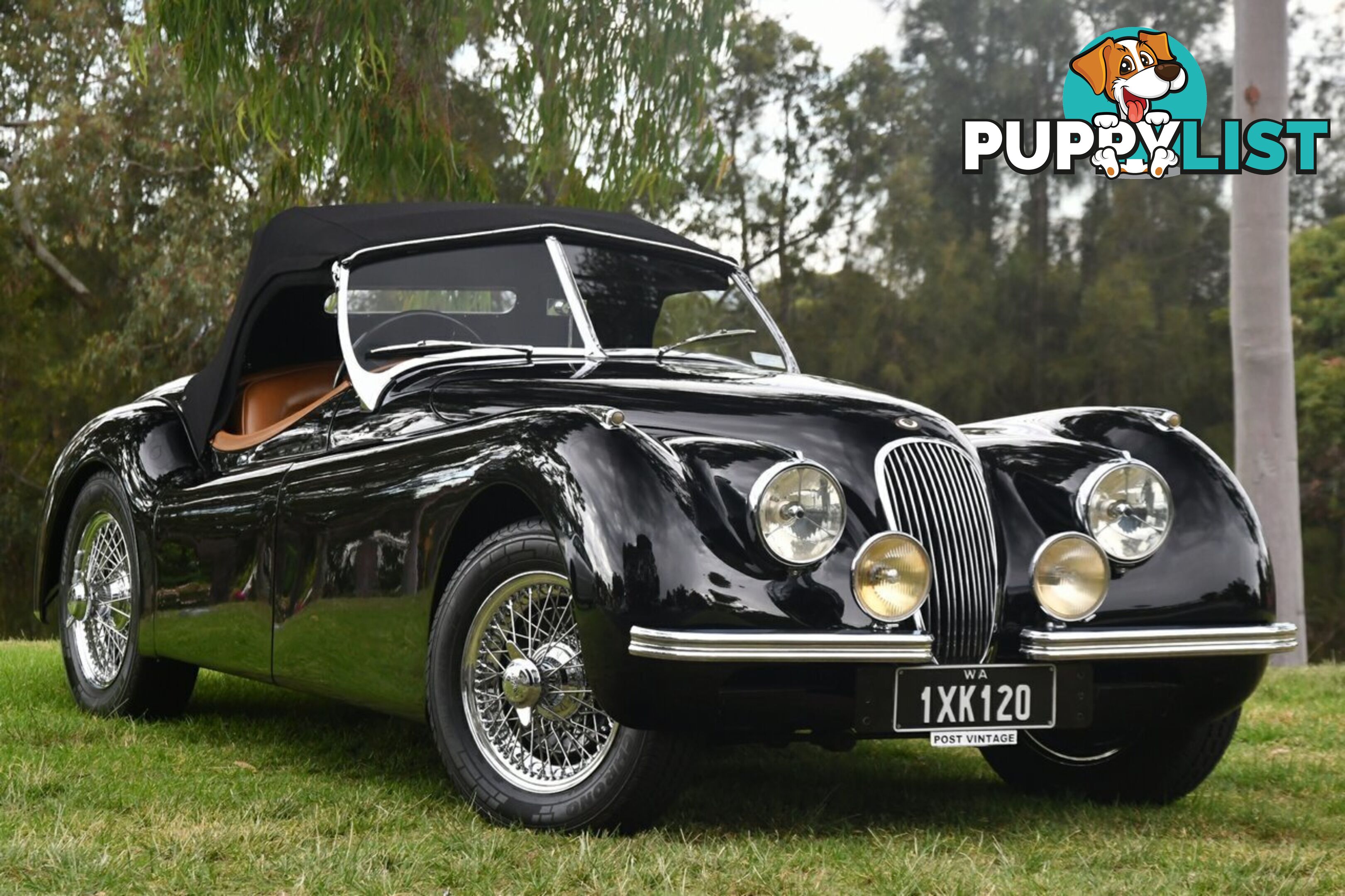 1950 JAGUAR XK   CONVERTIBLE