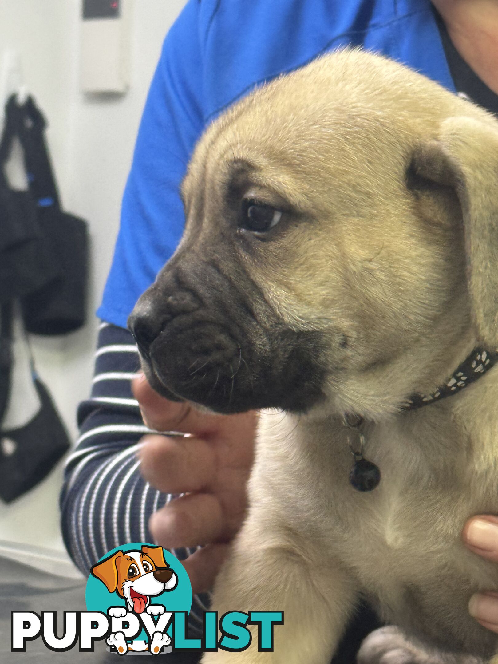 Pure bred Boerboel puppies