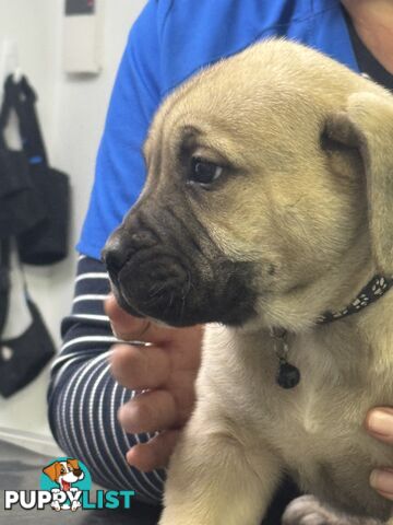 Pure bred Boerboel puppies