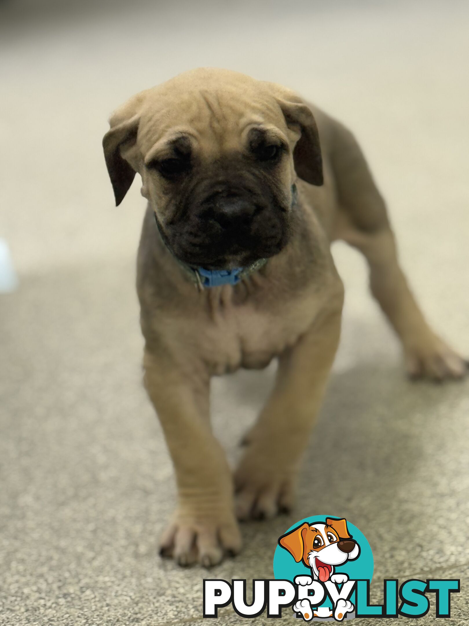 Pure bred Boerboel puppies