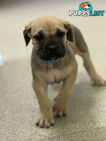 Pure bred Boerboel puppies
