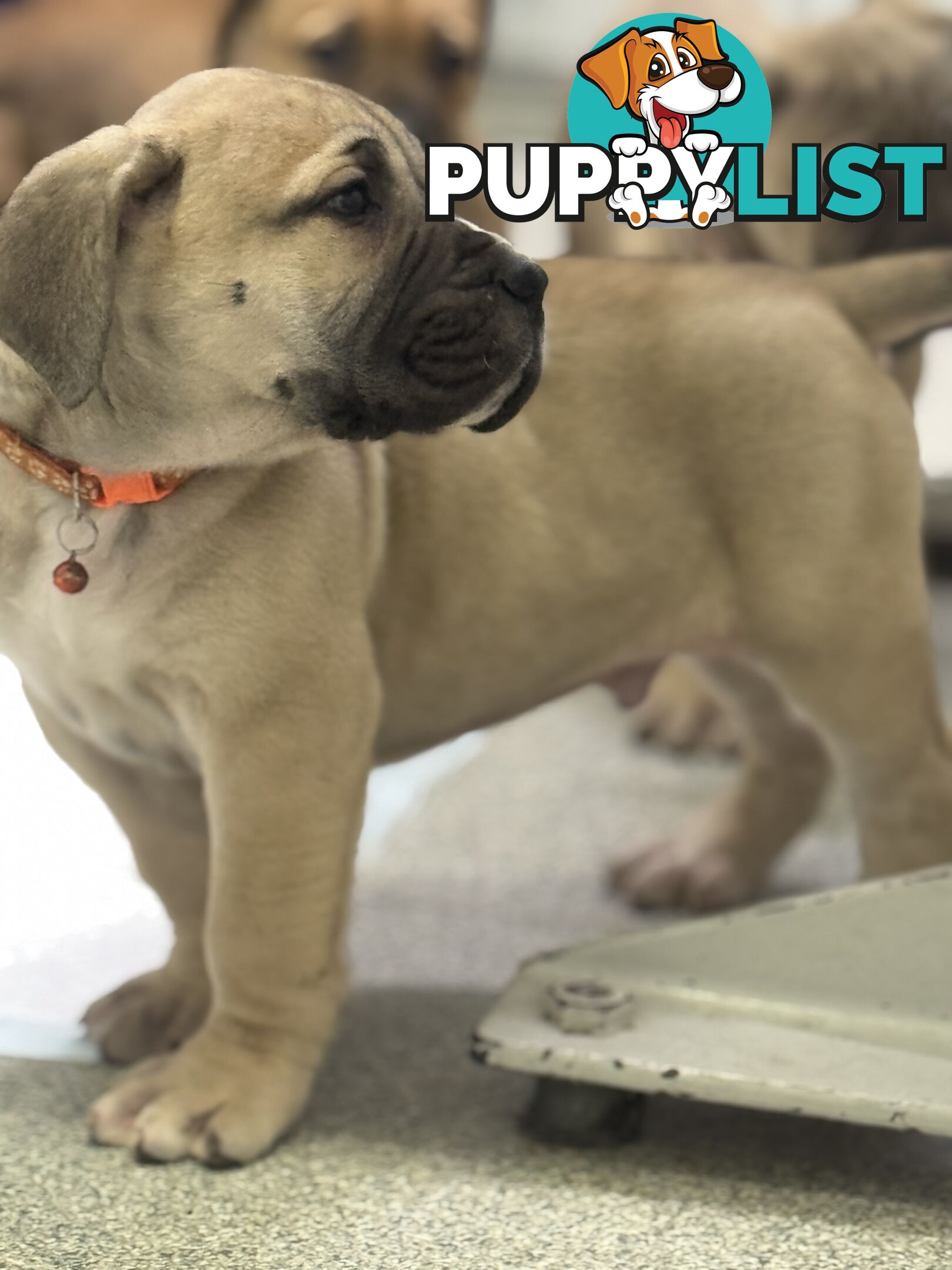 Pure bred Boerboel puppies
