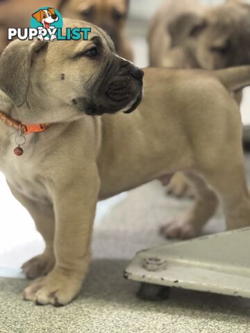 Pure bred Boerboel puppies