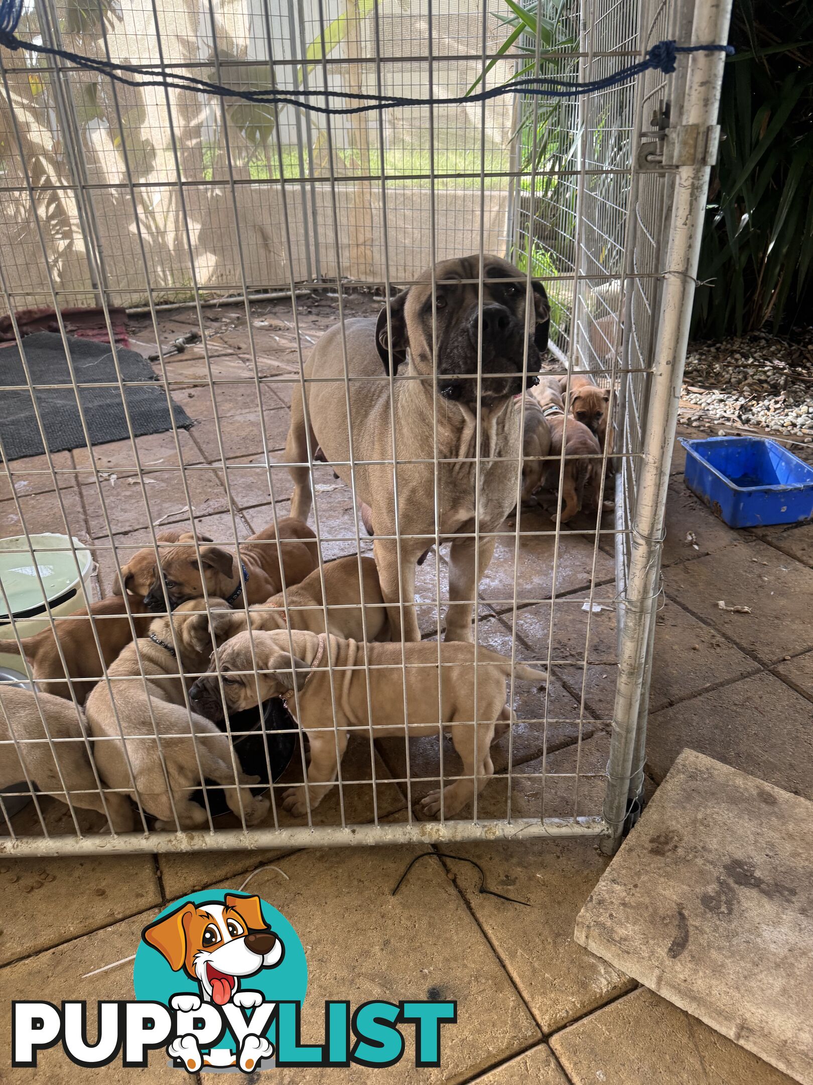 Pure bred Boerboel puppies
