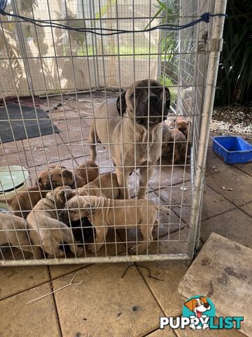 Pure bred Boerboel puppies