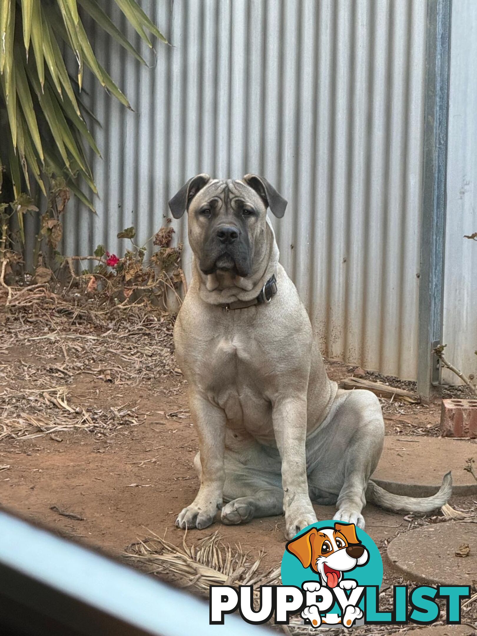 Pure bred Boerboel puppies