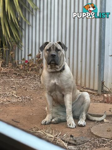 Pure bred Boerboel puppies