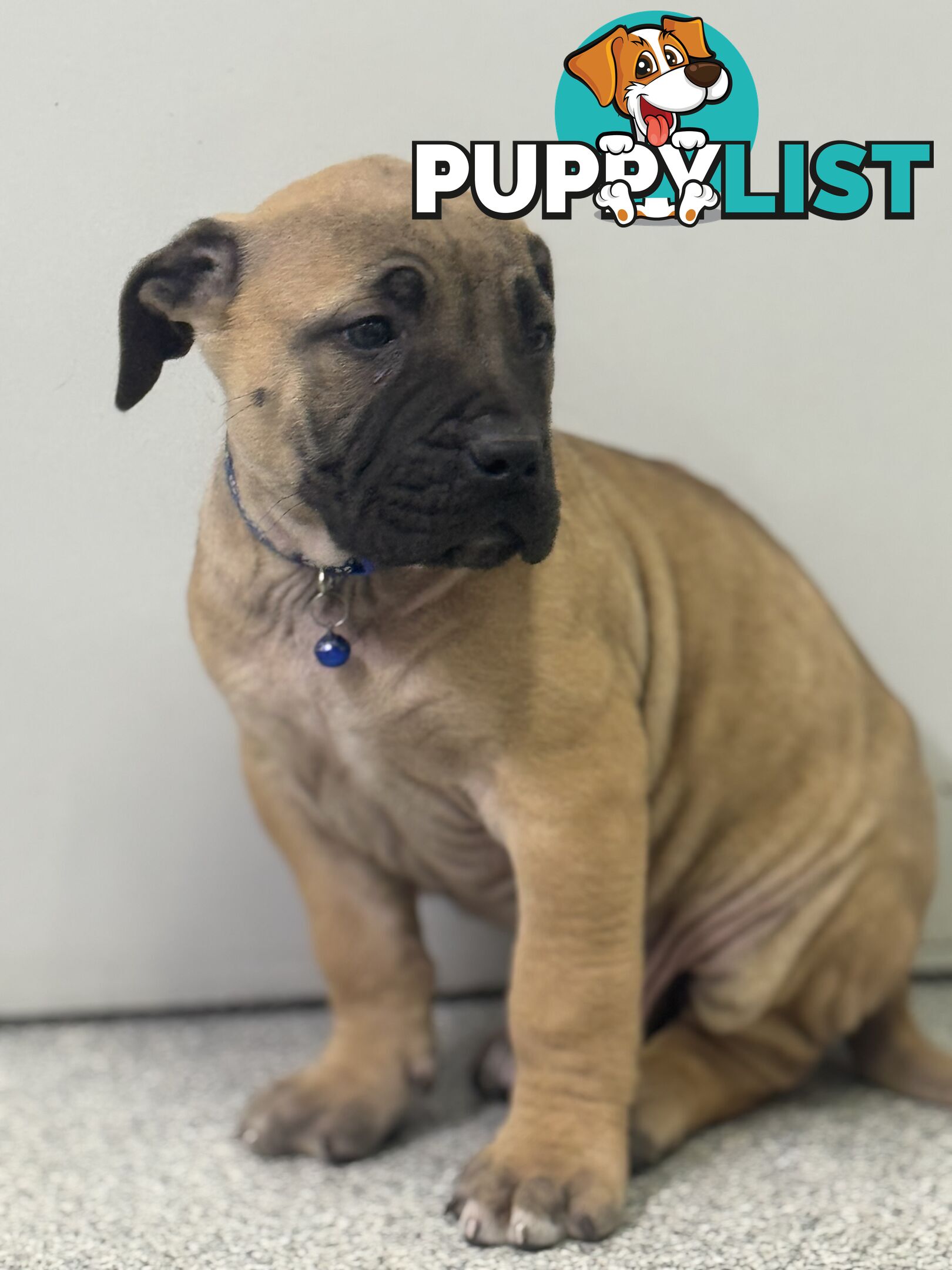 Pure bred Boerboel puppies