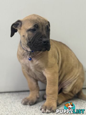Pure bred Boerboel puppies