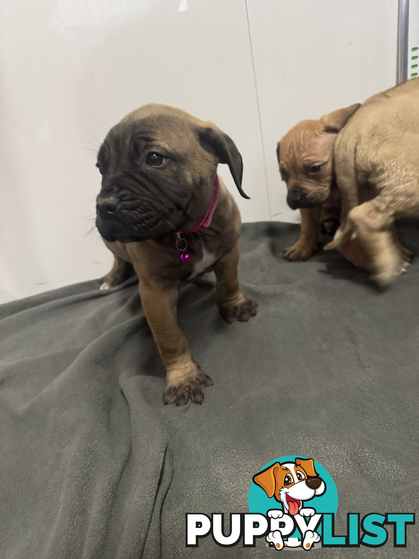 Pure bred Boerboel puppies