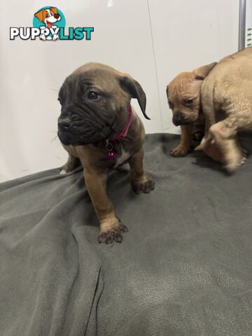 Pure bred Boerboel puppies