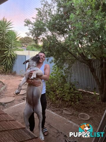 Pure bred Boerboel puppies