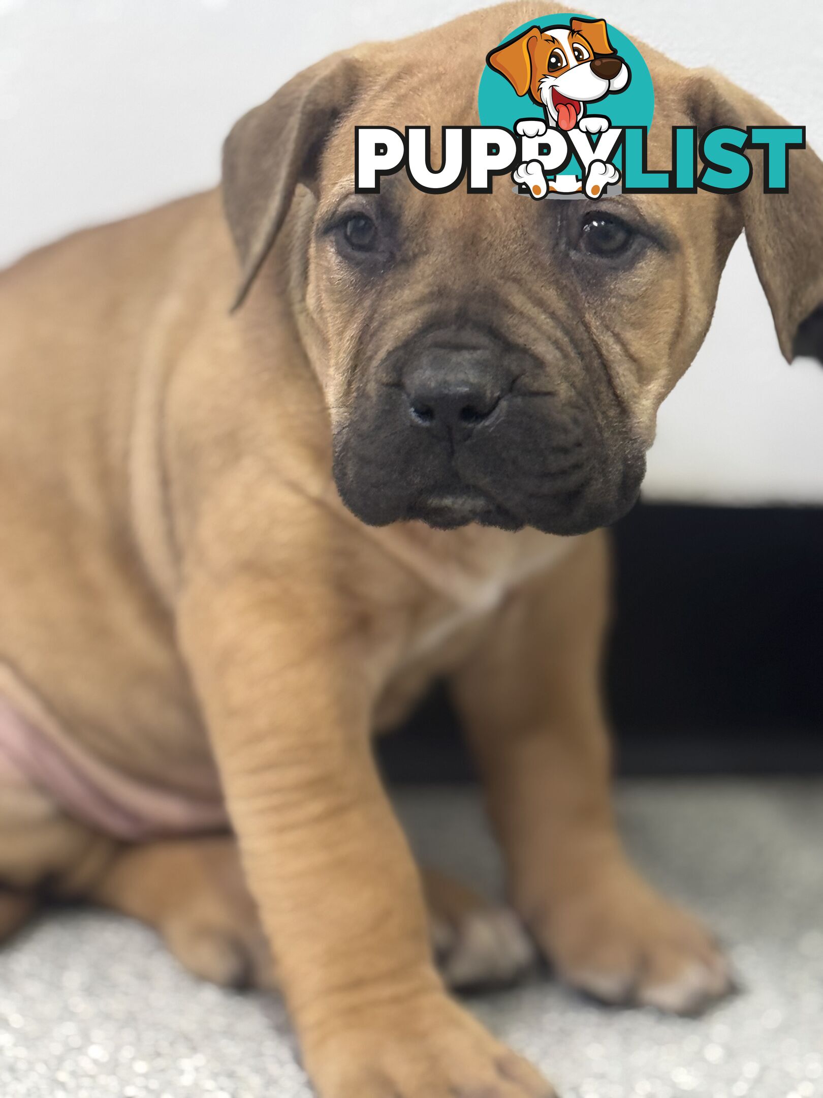 Pure bred Boerboel puppies