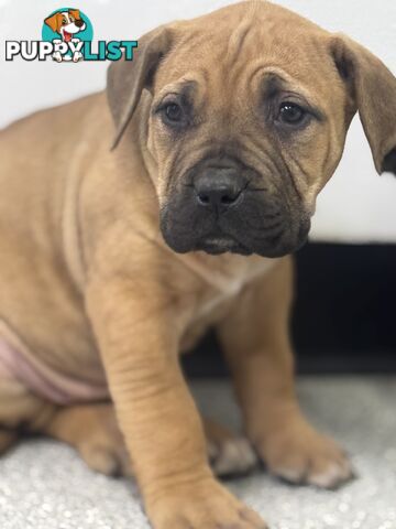 Pure bred Boerboel puppies