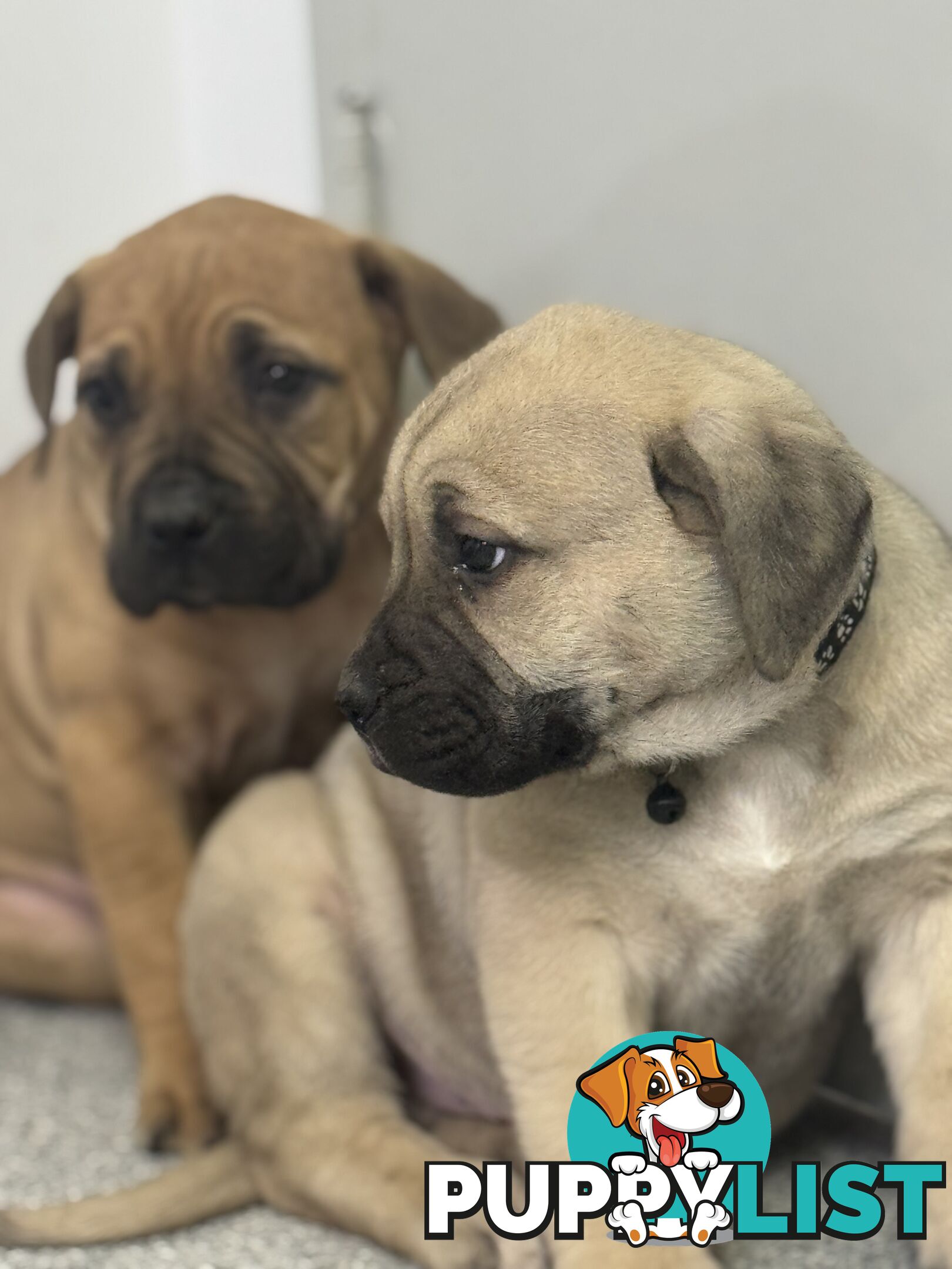 Pure bred Boerboel puppies