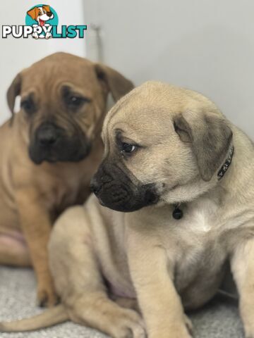 Pure bred Boerboel puppies