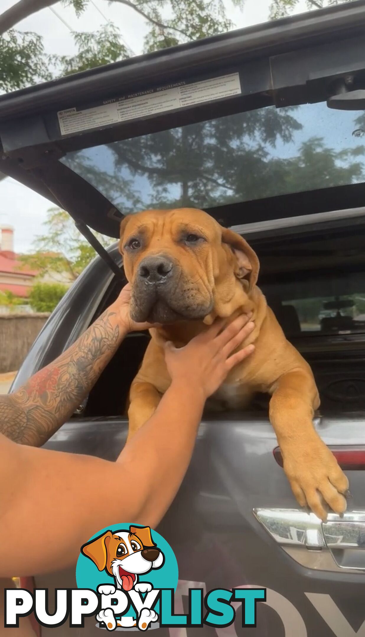Pure bred Boerboel puppies