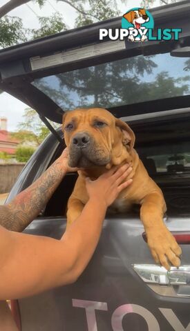 Pure bred Boerboel puppies