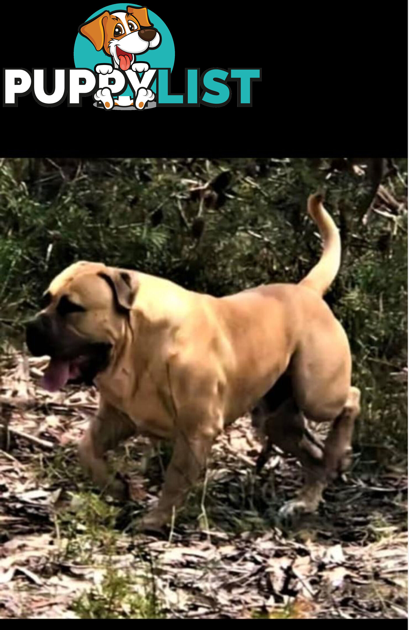 Pure bred Boerboel puppies