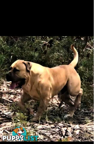 Pure bred Boerboel puppies