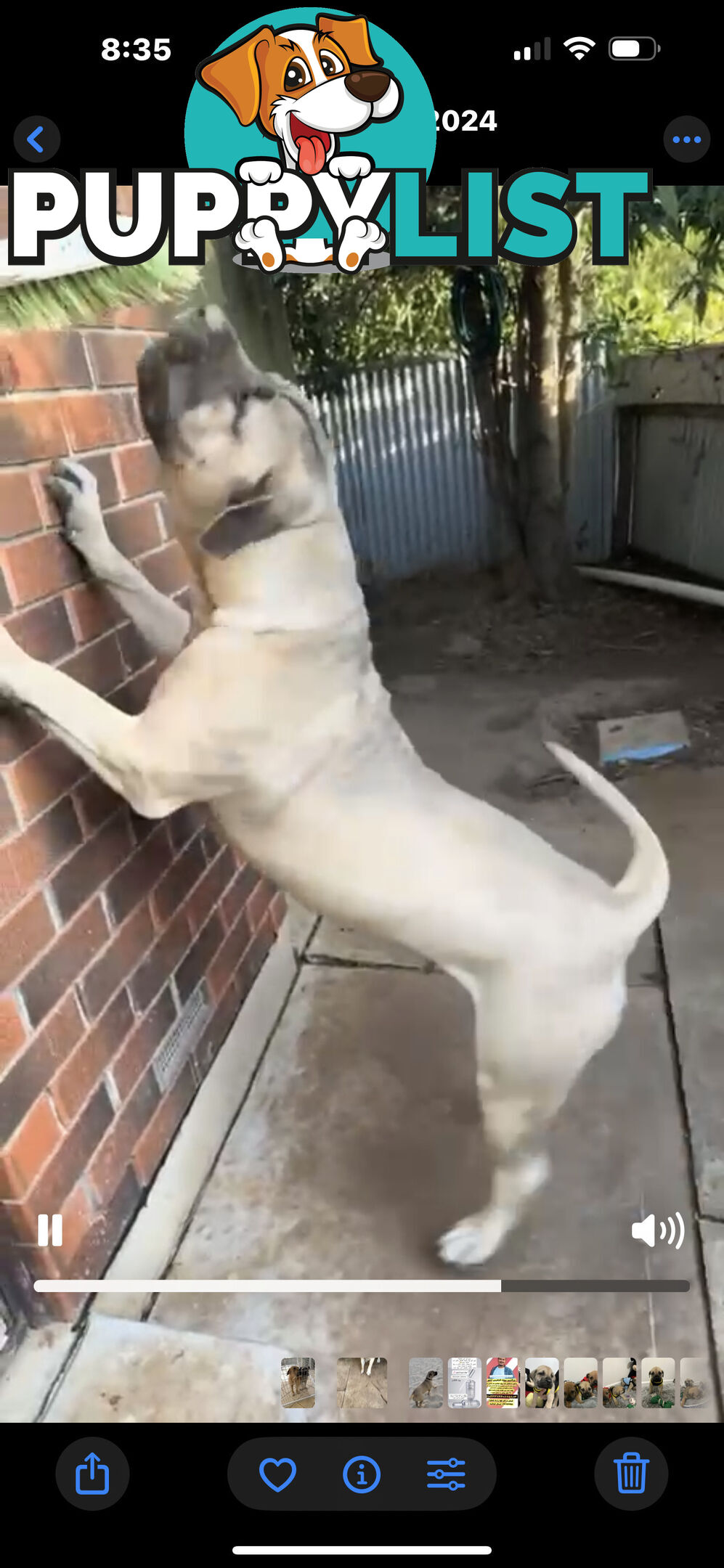 Pure bred Boerboel puppies