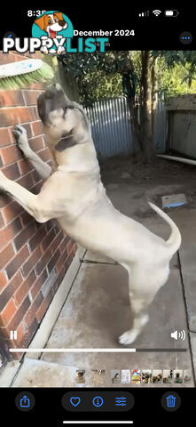 Pure bred Boerboel puppies