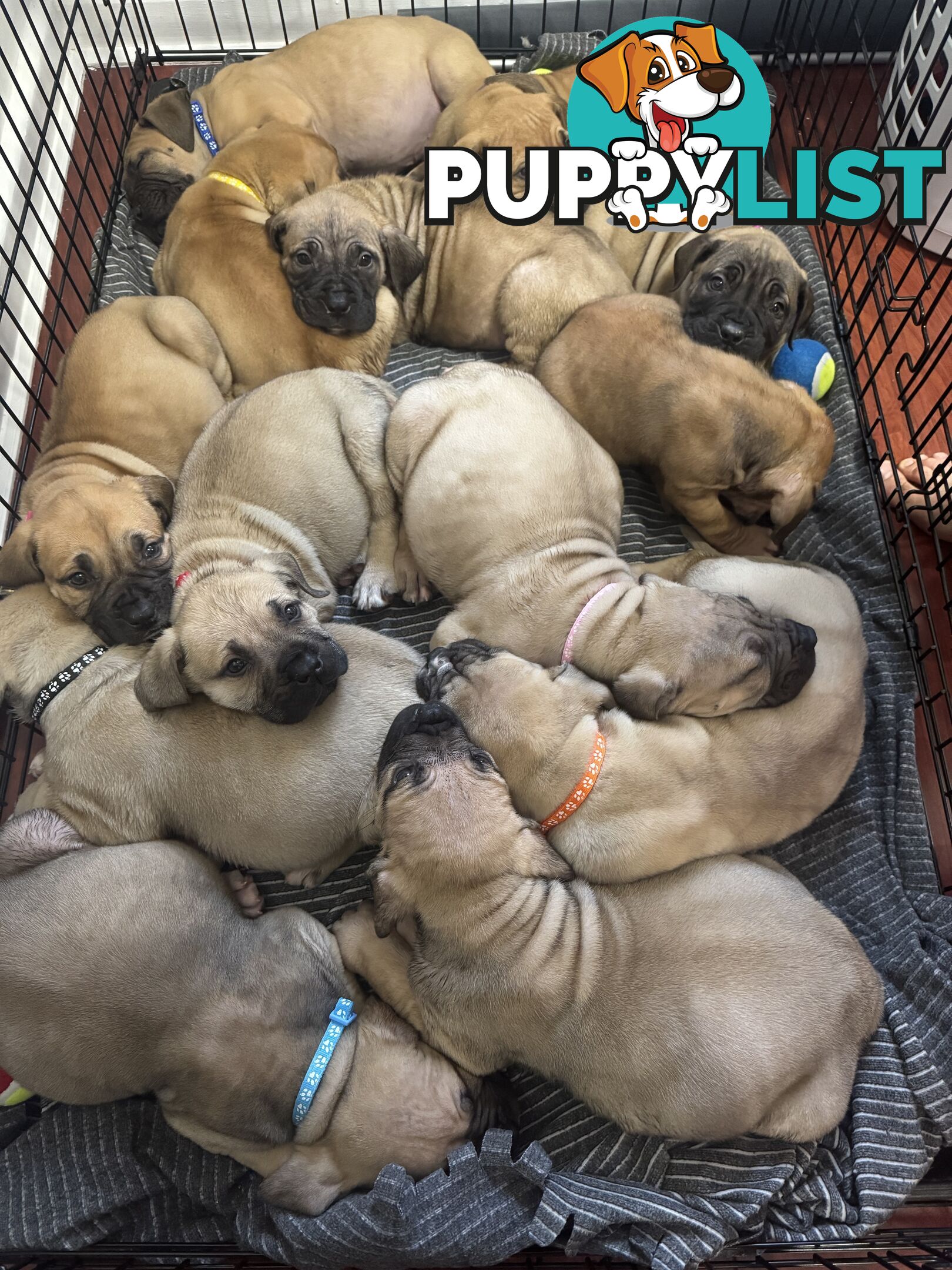Pure bred Boerboel puppies