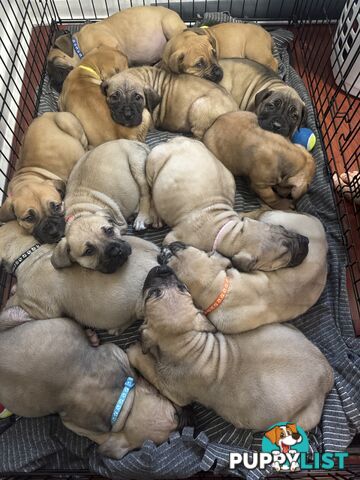 Pure bred Boerboel puppies