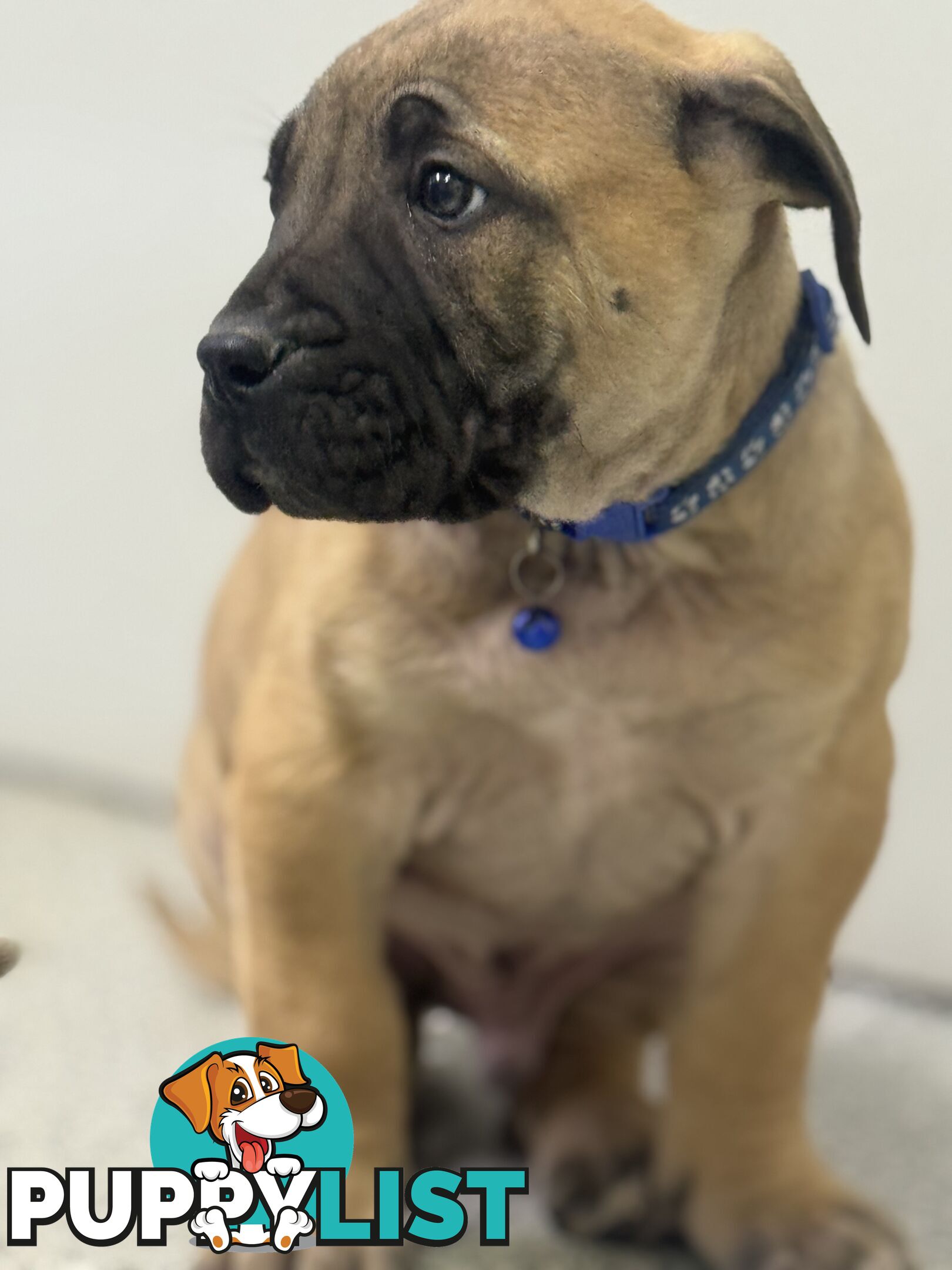 Pure bred Boerboel puppies